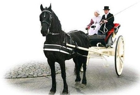 Ideal Equestrian Friese Tuigen Ideal Equestrian Friese Tuigen